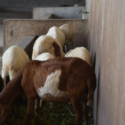 Bdi Burundi Inauguration Ferme Lifewaycompany Bubanza 03 2018 Rtnbbi