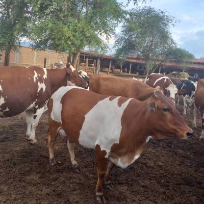 Whatsapp Image 2019 08 29 At 4.14.13 Pm